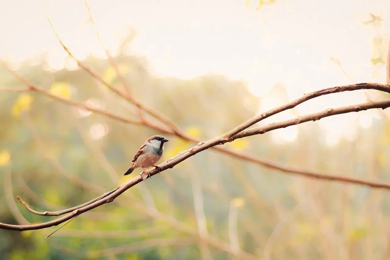 Stilling i Krydsord Tips