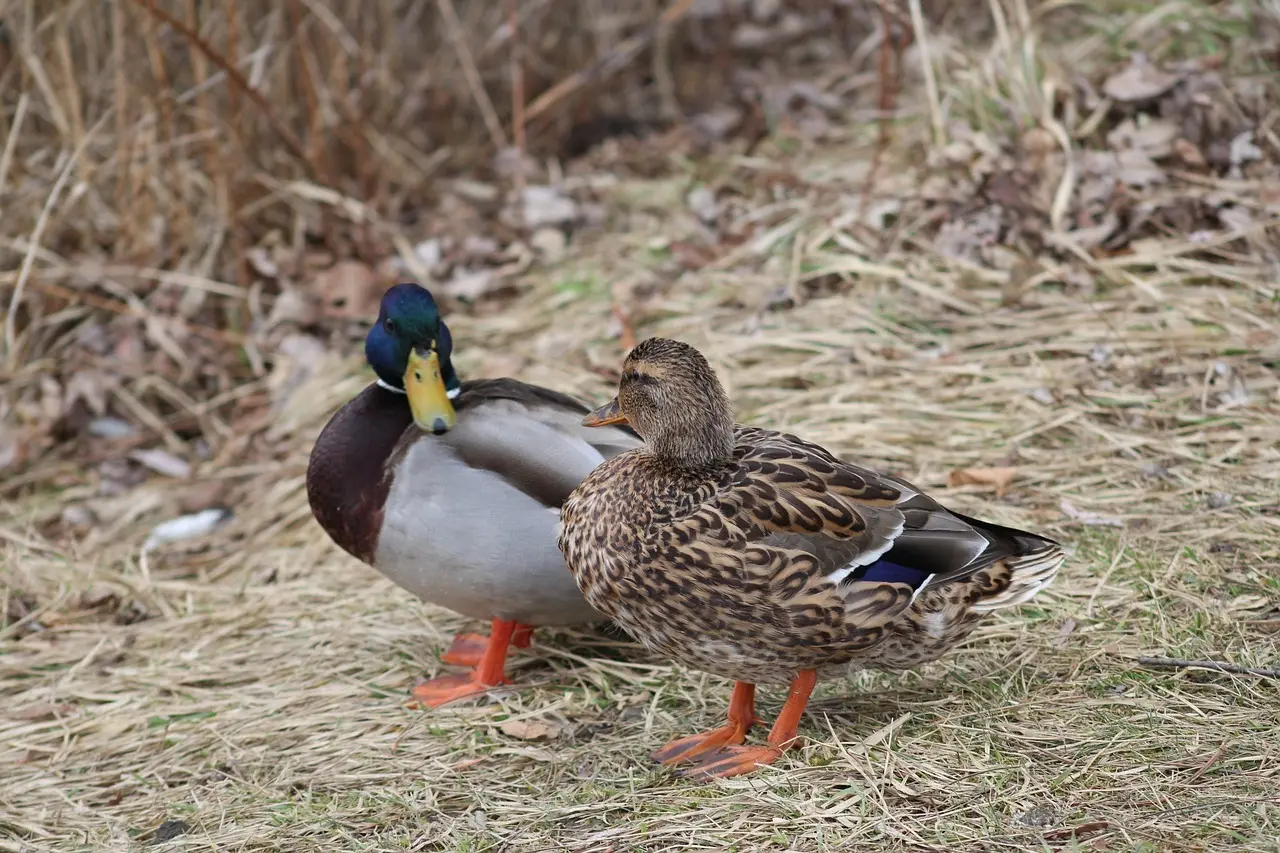 Guide til Aparte i Krydsord