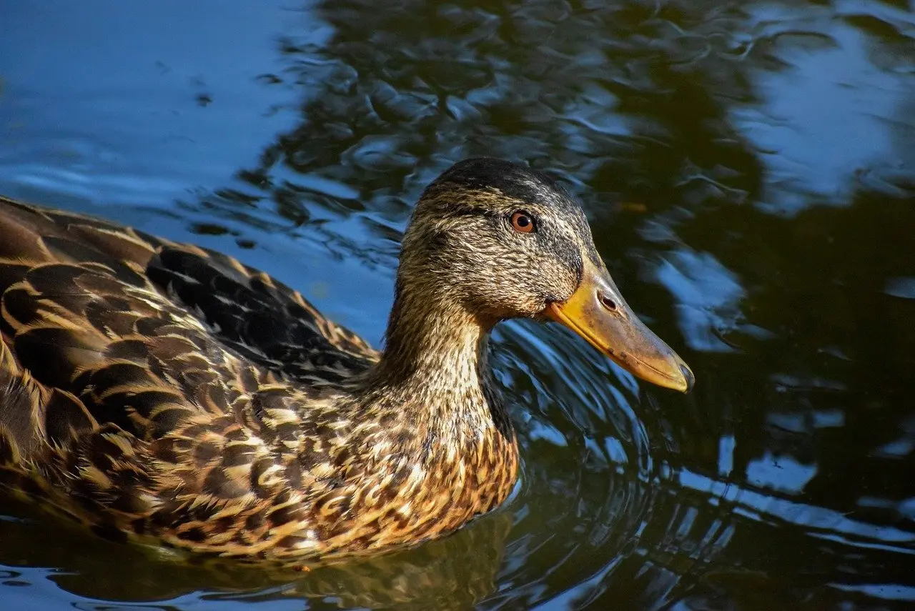 Guide til Hjalp i krydsord