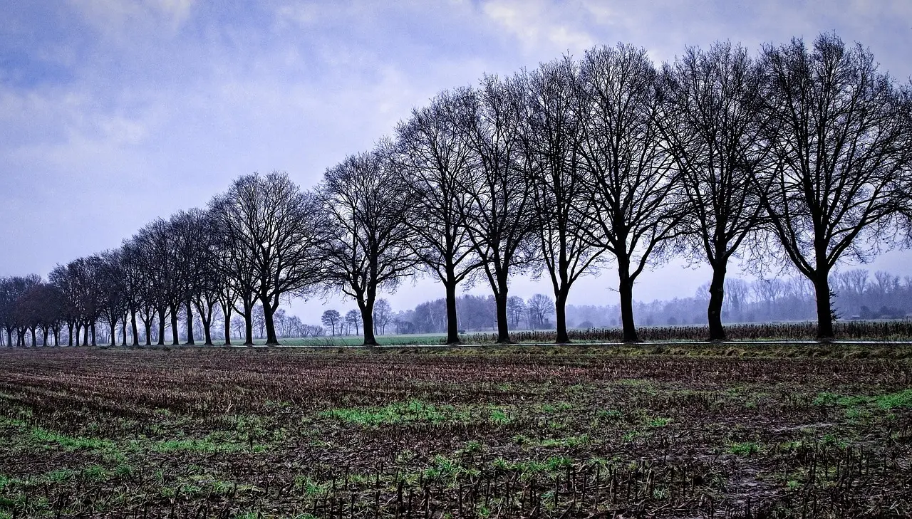 Hvordan er vejret i Bruxelles i november måned?